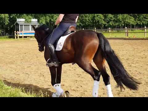 Franky von Fürst Fohlenhof- Sandro Hit- De Niro