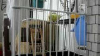 My Birds, Budgies