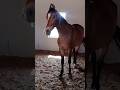 Beautiful Filly Shakkari Sire By Rudraksh Dam Saafi Remi Ghodi Valinath Valinath Dham Tarabh Gujrat