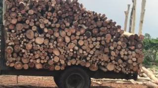 MDC FARMS get bigger land at lowest price ₹ 5 lacks per beegha 27220 sqft