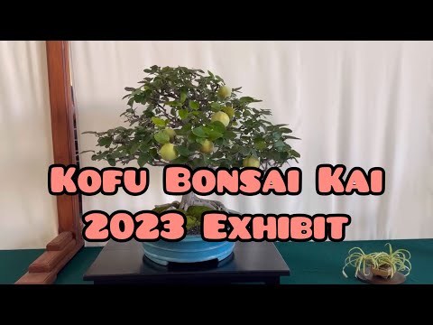 Kofu Bonsai Kai 2023 Exhibit (Bowers Museum, Santa Ana, CA)