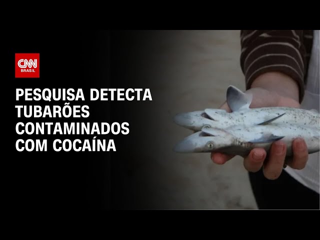 Pesquisa detecta tubarões contaminados com cocaína | CNN NOVO DIA