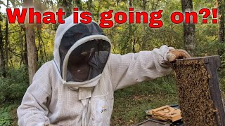 Beekeeping in Sept. What I Want To See!