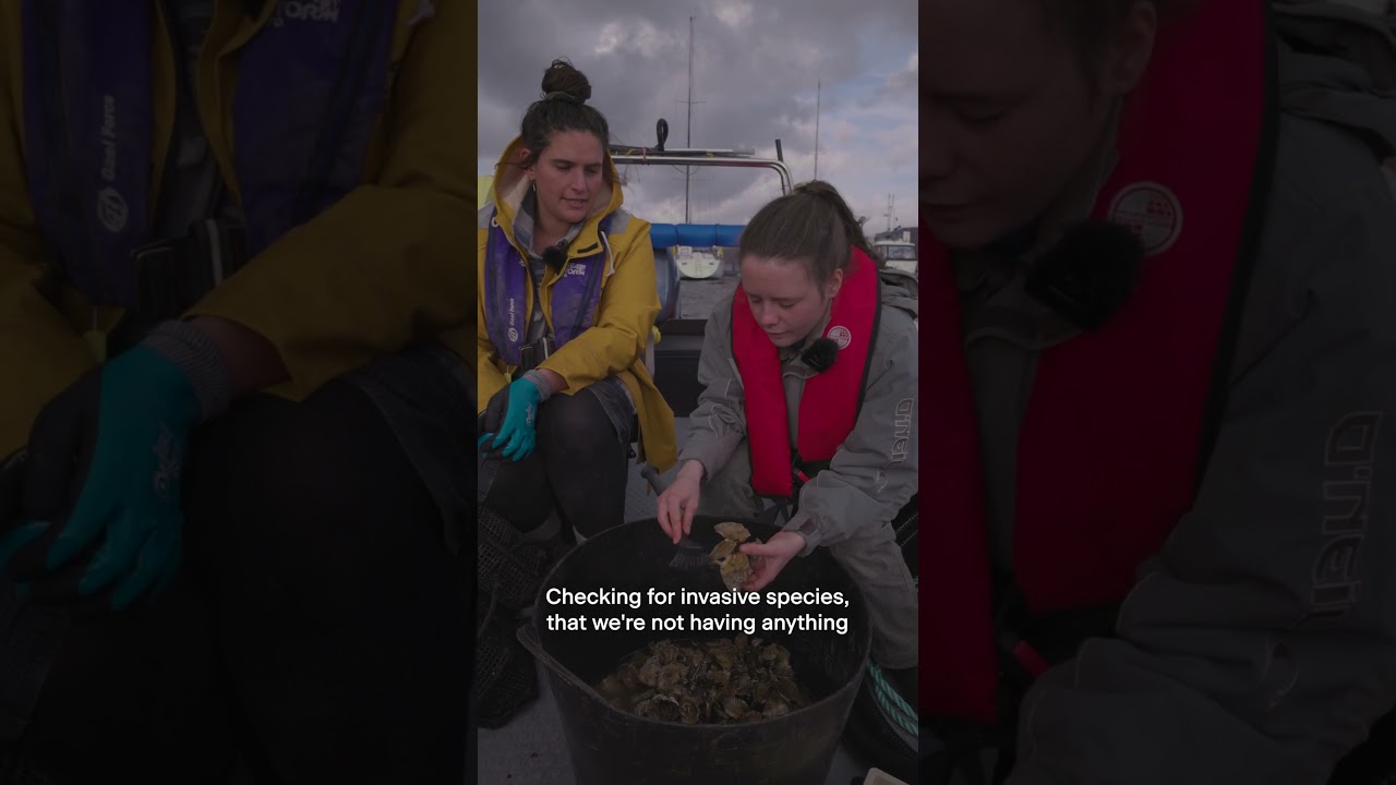 Oysters! 🦪