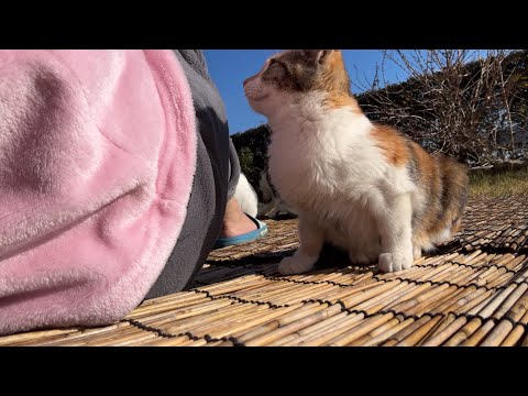 짧고 따뜻하고 말랑한 아기고양이