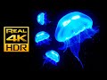 Amazing Jellyfish Aquarium in 4K HDR - Soothing & Relaxing Music - Great for Oled HDR TV's