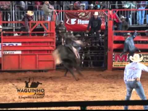 Waguinho Animal - Final Touro de Guzolândia
