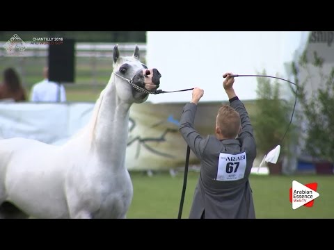 3rd - N.67 KHALED AL HAMAD - Chantilly 2016 World Cup - Stallions 4-7 years old (Class 9)