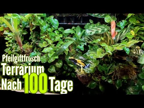 100 Tage sind vergangen / Entwicklung & Pflanzenwachstum im Pfeilgiftfrosch Terrarium