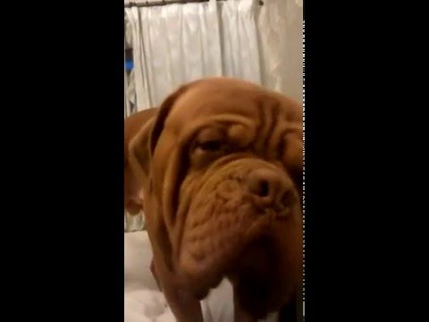 DOG DE BORDEAUX Mr snuggles GETTING READY FOR BED