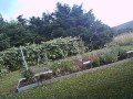 Junge Rehe In Unserem Garten