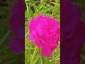 Nature Love Shorts Ytshorts Nature Naturelover Blooming Flower Fyp Explore