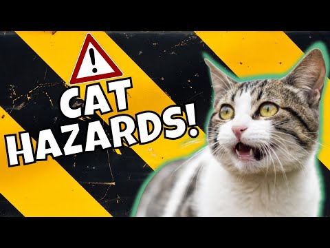 12 Cat Hazards in Your Home (& How to Cat-Proof Them)