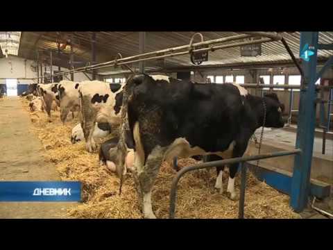 Situacija u mlečnom govedarstvu