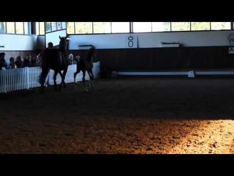 Hengstfohlen von Arango x Rockwell