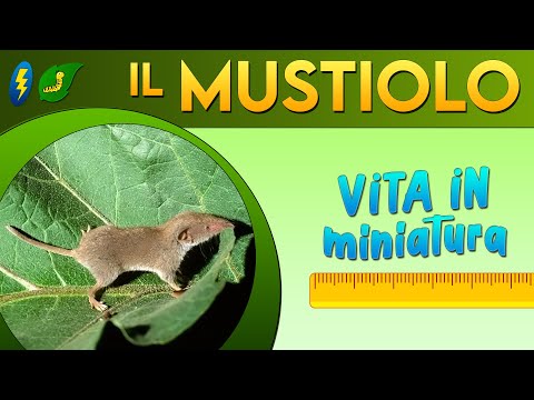 , title : 'Il Mustiolo: vita in miniatura ⚡'