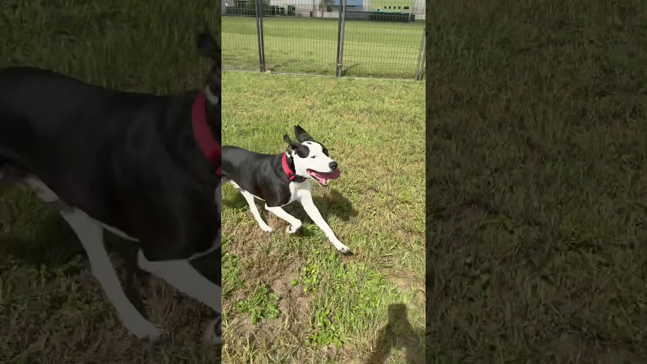Enlarge Bruno, a ADOPTABLE American Bulldog in Winter Haven, FL video 5/5