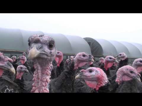 download lagu mp3 mp4 Herb Fed Chicken, download lagu Herb Fed Chicken gratis, unduh video klip Herb Fed Chicken