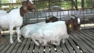 preview picture of video 'Nimbkar Boer Goat Farm 4 : Husbandry(Caring)'