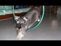 Dog tricks - A repertoire of tricks by Whisky the ...