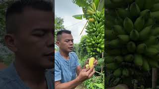 Download lagu Does Anyone Know What Kind of Banana This Is ?? #ulinbanana mp3