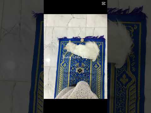 My cats  🐈  🫶🏻💫