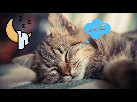 Extra Long Relaxing Music for Cats 🐱 No Ads & It Works