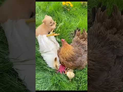 Little puppy and chiken family . A beautiful moment in life #2268 - #shorts