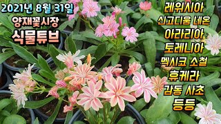 양재꽃시장 식물튜브 [블랙벨벳, 아마그리스, 난타나, 버들마편초, 잉글리쉬 라벤다 등등] #양재꽃시장 #식물…