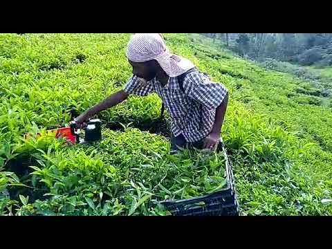 Battery tea harvester