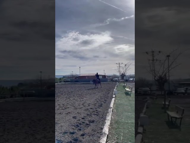 Hongre Anglo-Arabe A vendre 2020 Autre couleur