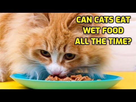 Can Cats Have Wet Food Every Day?