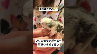 フクロモモンガベビーが本当に可愛すぎておかしくなりそう🥲♥️ #フクロモモンガ #フクロモモンガベビー #可愛い #animals #癒し