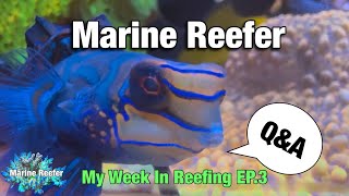 Reef Tank Q&A, My week in Reefing EP.3