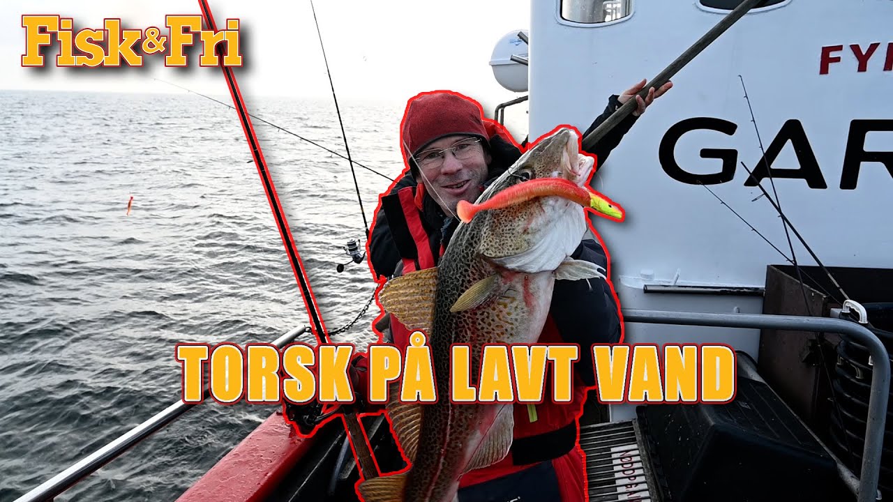 NY VIDEO: TORSK PÅ LAVT VAND MED GUMMIDYR