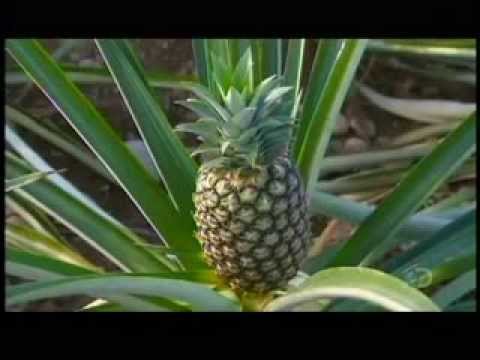 download lagu mp3 mp4 Pineapple Where Does It Grow, download lagu Pineapple Where Does It Grow gratis, unduh video klip Pineapple Where Does It Grow