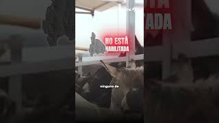 Prohibido comercializar y consumir carne de burro en San Juan