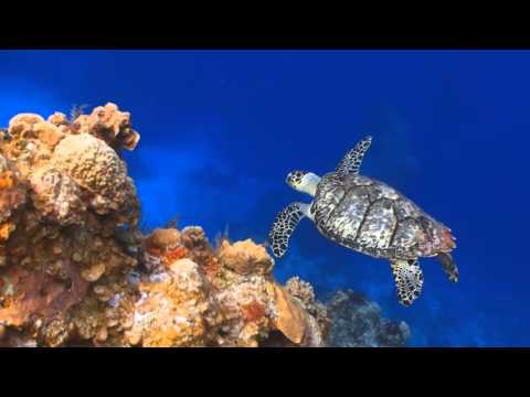 Sevensensis - Be with you