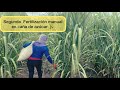Como Hacemos La Segunda Fertilización Manual En Caña De Azúcar
