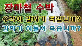 [텃밭농부. 1,152]  장마철 수박. 갑자기 터지고 말라서 죽습니까? #수박재배