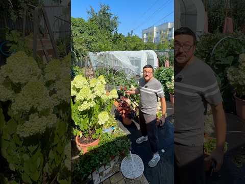 Сгорят ли растения если опрыскивать их днем?