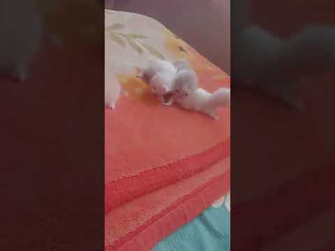 my kittens now able to move 16 days old born babies .. 🐈 🐈🐈🐈