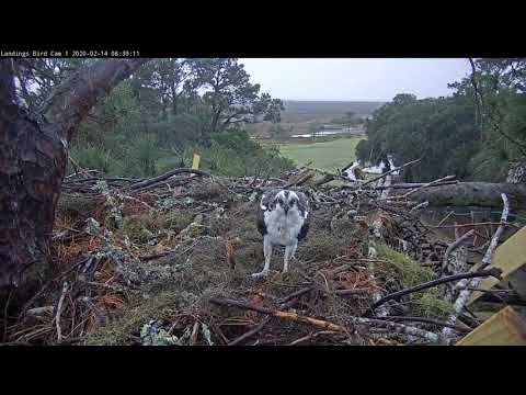 Valentine's Day Fish Delivery on the Savannah Cam – Feb. 14, 2020