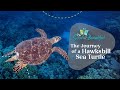 The Journey of a Hawksbill Sea Turtle | Reptiles, Amphibians, and Fish | The Good and the Beautiful