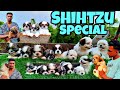 Shihtzu Dogs | How to buy Shihtzu Puppies | Ram Pets | Shihtzu Puppies in Low Price #shihtzu
