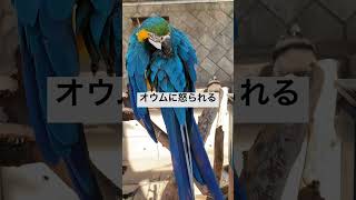 オウムに怒られる