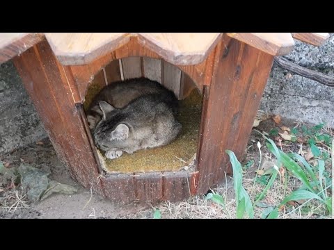 Miglio da parassiti Fame a lyambliya