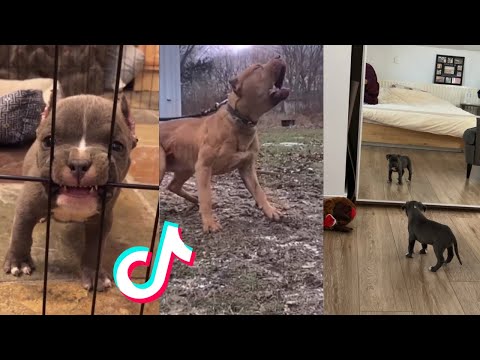 Pitbulls are Badass and Cute - Tiktok Compilation! #3