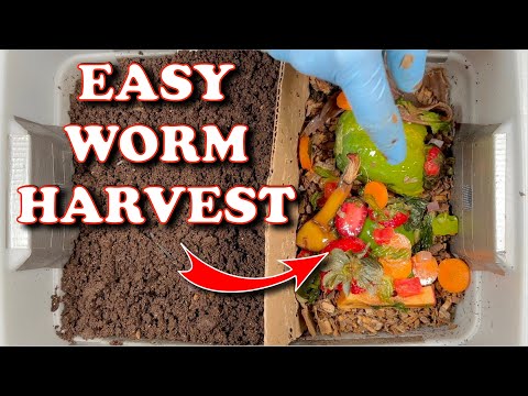 Separating Worms From Castings The Easy Way | Vermicompost Worm Farm