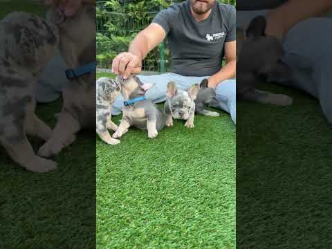 Video 1